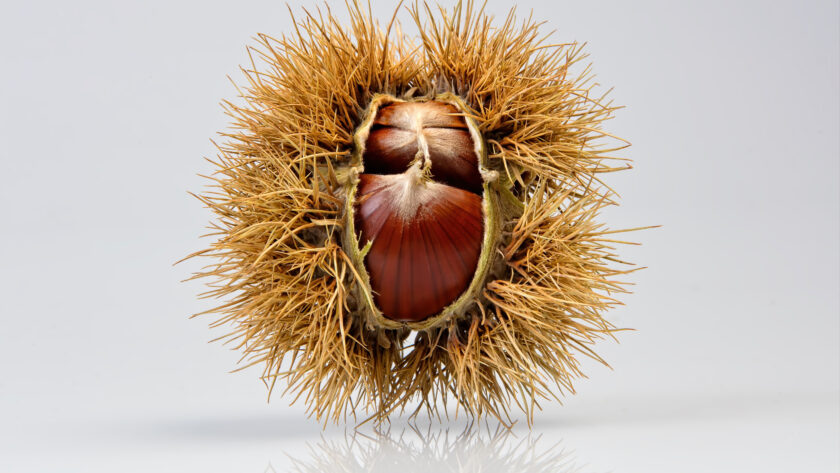 Ekstrakt z kasztanowca w kosmetykach - zastosowanie